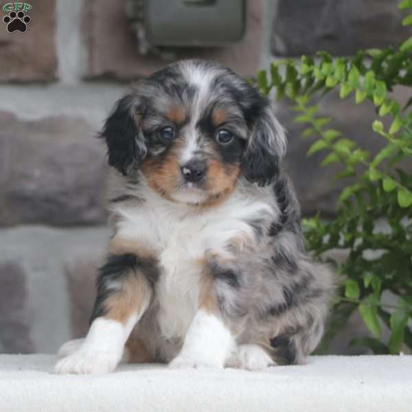 Destiny, Cavapoo Puppy